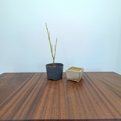 Bonsai Starter Bundle - Japanese Maple - Picture 3 of 4
