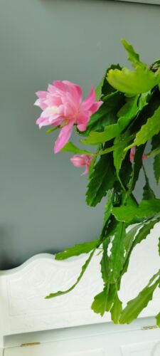 2 RARE Pink Epiphyllum Succculent 15-20CM long Unreporte Fresh Cuttings - Picture 4 of 17