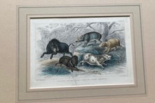 Antique wild boar , collared peccary boar print by John Miller (James Stewart)