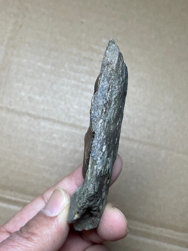 57g natural Silurian period Coronocephalus Trilobite specimen stone - Picture 14 of 15