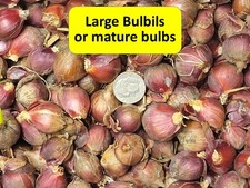 Egyptian Walking Onion 25 Bulbils for 12.95 FREE SHIPPING