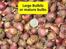Egyptian Walking Onion  25 Bulbils for $12.95  FREE SHIPPING