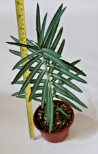 Caper Spurge Mole Plant Euphorbia lathyris drought tolerant in 1