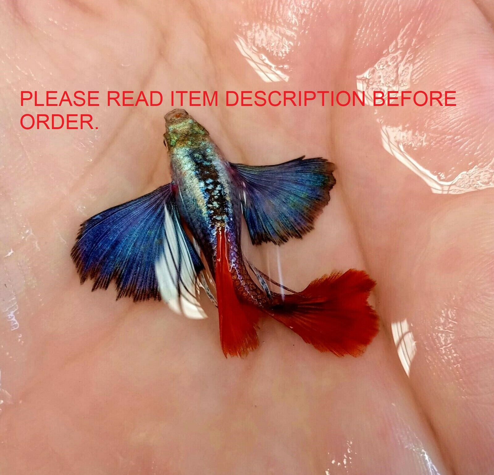 GUPPY FISH DUMBO RED TAIL 1 Trio (1 MALE+2 FEMALE) eBay