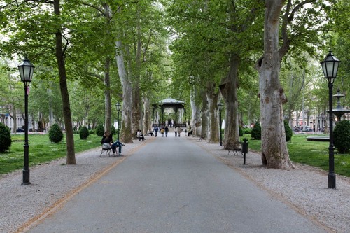 London planetree (Platanus × acerifolia) -200 / 500 / 1500 semillas + regalo - Imagen 2 de 4