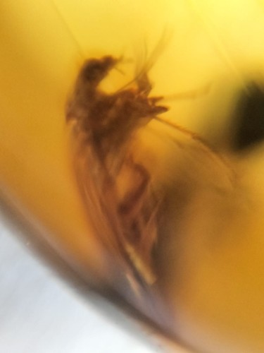MA199 Ámbar fósil con MOSCA de 99 millones años Cretácico Fósiles - Picture 9 of 13