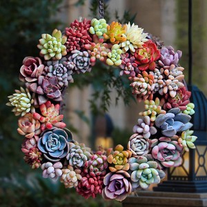 4-Assorted-Rooted-Rosette-Succulents-Bonsai-For-Indoor-House-Office-Cactus-Decor