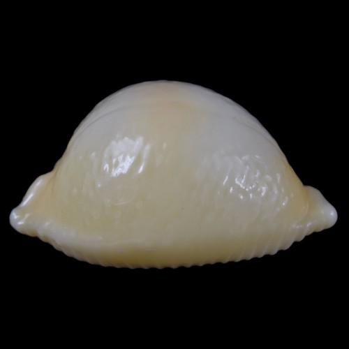 CYPRAEA (Pustularia) CHIAPPONII (Bongao Isl., Philippines) 18.6mm #47157 - Picture 4 of 4