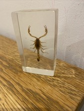 Real Golden Scorpion Specimen In Clear Resin Display Block 360° Display & View