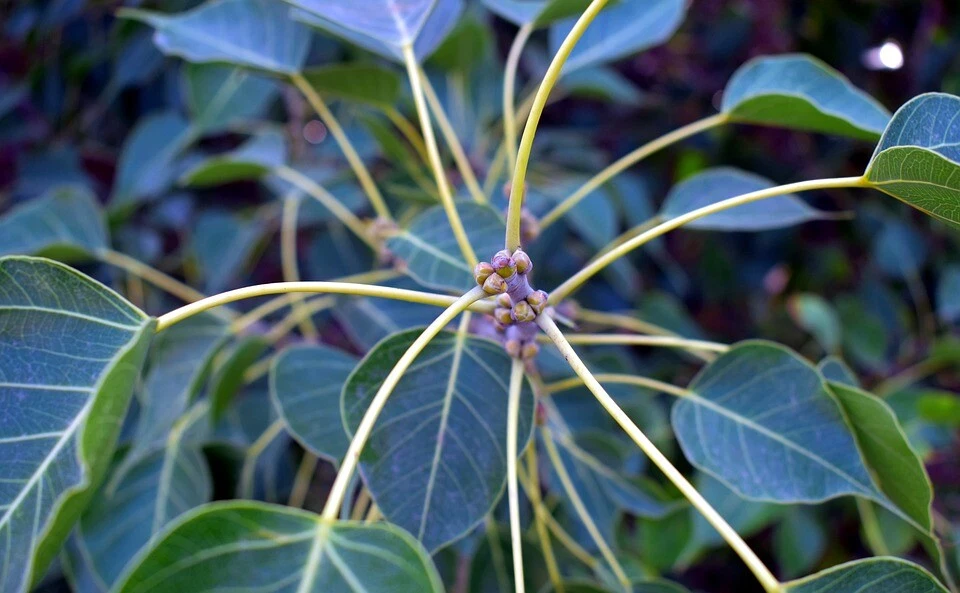 Ficus religiosa (Bodhi Peepal Tree) 25 Seeds | RARE House Plant Indoor Bonsai UK - Image 3 of 4