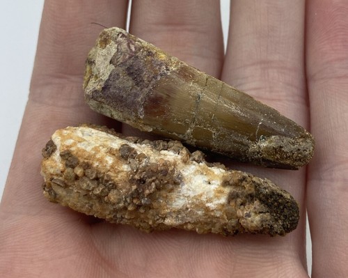 Spinosaurus Teeth Dinosaur F0SSIL Before T Rex Cretaceous K275 - Picture 3 of 3