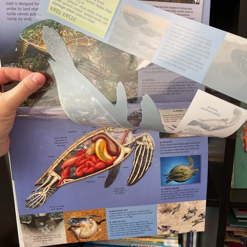 The Ultimate Ocean Guide by Miles Kelly (Hardcover) - Picture 4 of 5