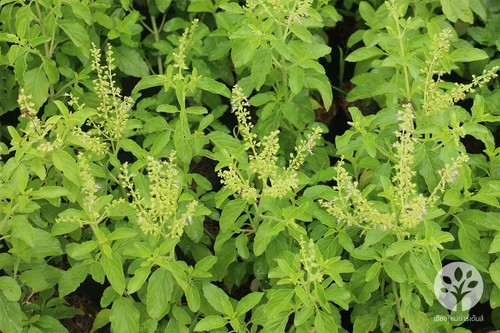 "Avannotti 50 g x6 basilico sacro migliore autentica salsa di erbe piccanti tailandese ""Pad Gra gambero""" - Foto 4 di 7