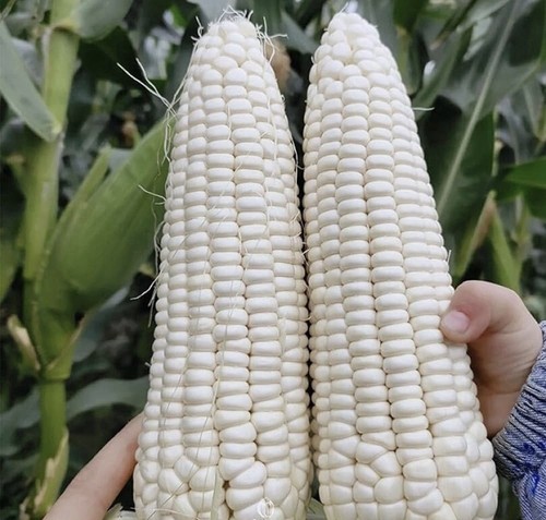 35 x WHITE CORN SWEETCORN SEEDS. NON GMO - Picture 5 of 8