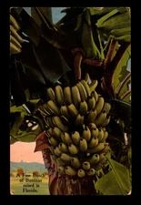 1915 PPC Fine Bunch Of Florida Bananas / Few Very Light Creases - L14925