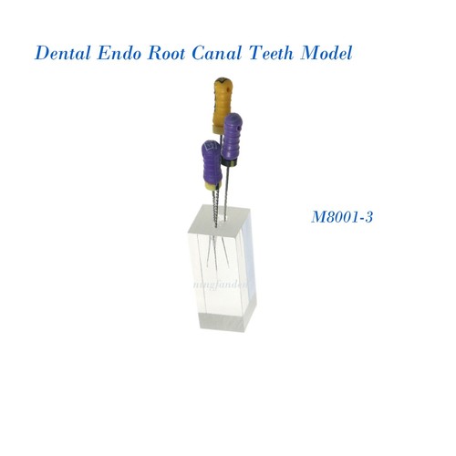 Modelo de dientes de conducto radicular endo de 10 piezas para práctica endodoncia de operación de archivos - Imagen 29 de 31