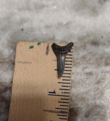 0,6 Zoll Mako versteinerter Haizahn gefunden bei: 32.502173, -80.29438 T19 - Bild 6 von 6