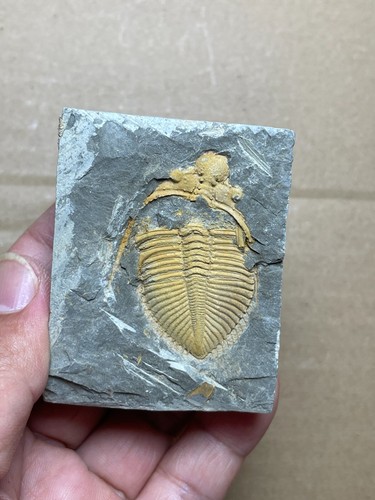 167g natural Silurian period Coronocephalus Trilobite specimen stone - Picture 1 of 13