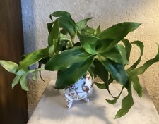 Basket Plant (planta canasta) (callisia fragrans) 6 Cuttings Plant (4-8”)
