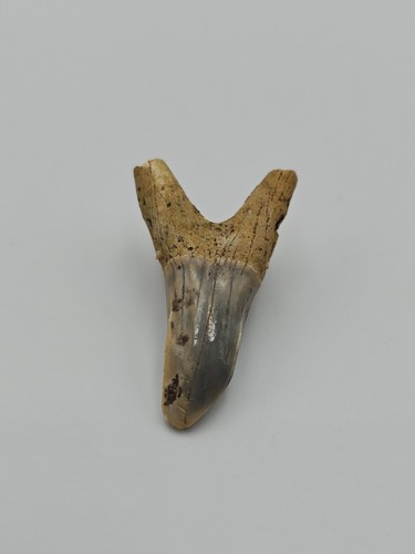 Authentic Striatolamia Shark Tooth – Ancient Fossil, in good condition - Picture 1 of 5