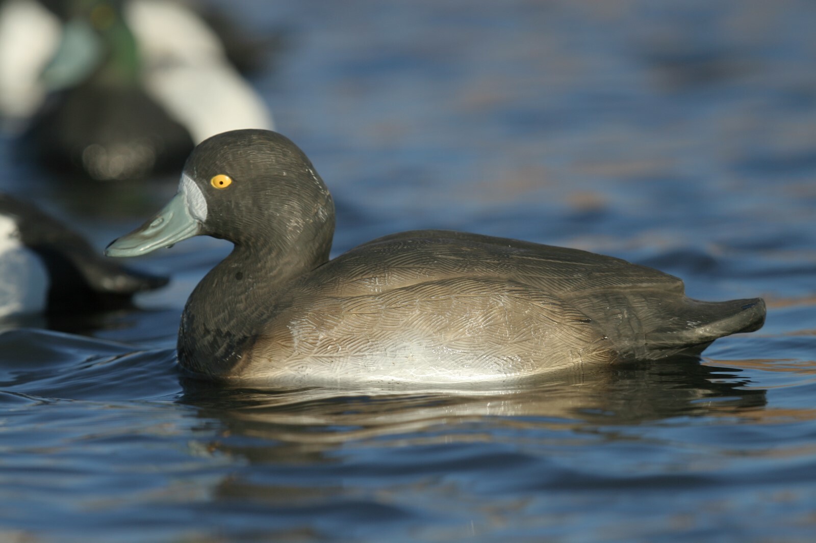 Greenhead Gear Life Size Bluebill Scaup Duck Decoys Avery GHG Blue Bill