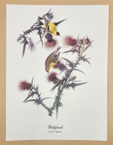 (JUEGO DE 10) IMPRESIONES ARTÍSTICAS AVES DE AMÉRICA AÑOS 50 por John James Audubon 12" X 9" - Imagen 4 de 16