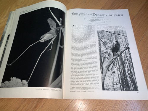 Sep 1941 NATURAL HISTORY Magazine GOLDENROD / PIGEONS IN WAR / PANAMA CANAL - Picture 8 of 12