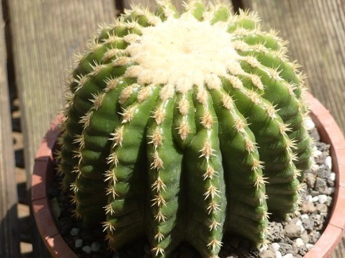 GOLDEN BARREL CACTUS (Echinocactus grusonii var.brevispinus) 10 seeds - Picture 3 of 4
