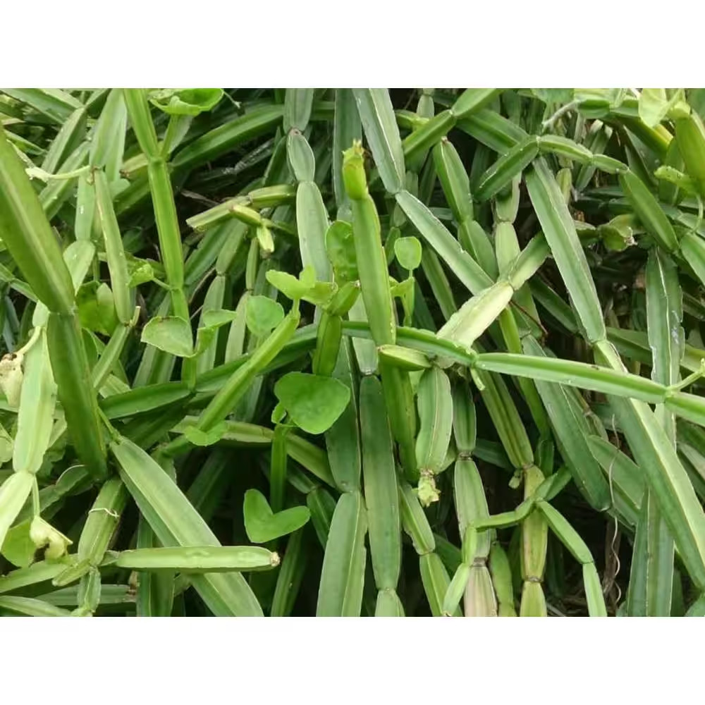 Veldt Grape-Live Starter Plant in a 2 Inch Pots-Cissus Quadrangularis-Elegant In