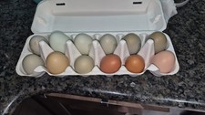 12 Hatching Eggs Barnyard Mix 