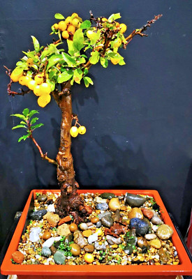 Bonsai Tree, Crab Apple (Malus) Very Mature | eBay