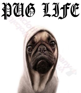 funny pugs life dog