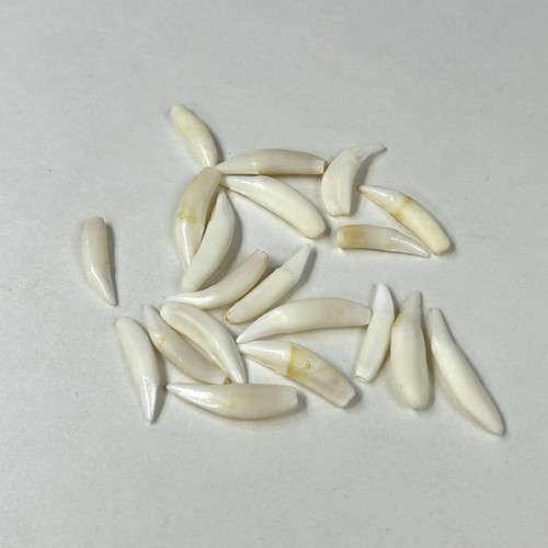 Lot Of 20 Raccoon Fangs Teeth Real Cleaned Taxidermy Art Crafts Odd Weird #3226