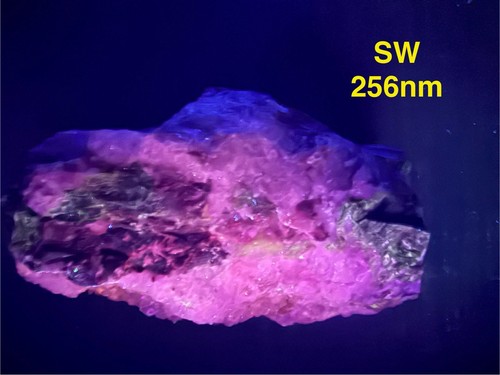 Permineralisiertes versteinertes Regenbogen versteinertes Holz Holbrook Arizona UV REAKTIV - Bild 9 von 13