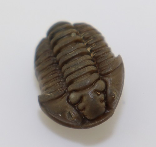 Trilobit, Flexicalymene retrosa, Ordovizium, Buford, Mount Orab, Ohio, USA -L478 - Foto 5 di 7