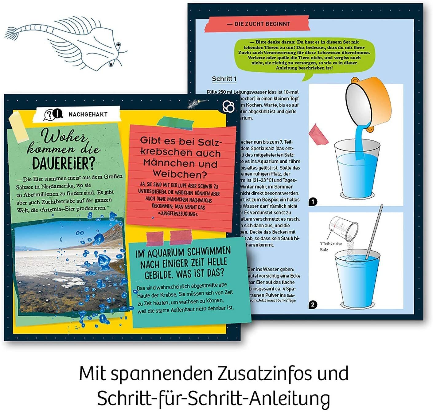 657871 Urzeit-Krebse Urzeitkrebse selbst züchten Experimentier-Set für Kinder...