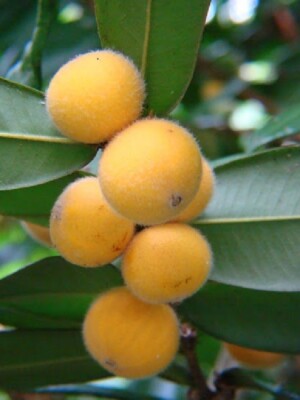 CABELLUDA~ Myrciaria Glazioviana ~Yellow Jaboticaba~ Plinia BIG