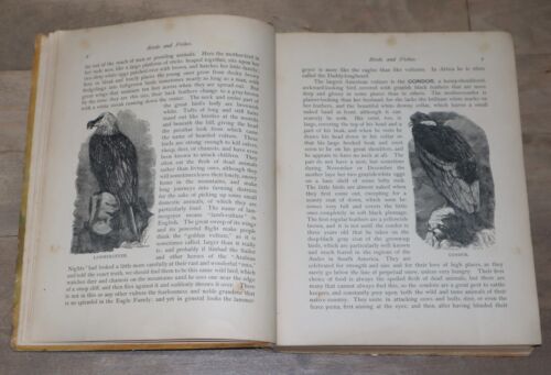 Vögel und Fische | *1886* naturhistorische Studien ILLUSTRIERT - George Routledge - Bild 5 von 10