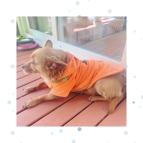 Kürbis Hund Kostüm Hoodie - weiches Fleece Haustier Outfit für Halloween - Bild 5 von 13