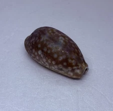 Vintage 1980s Cyraea Cowrie Lyncina Vitellus Sea Shell 3.25” Art Decor 17