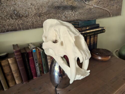 Säbelzahnschädellampe oder einfach nur Schädel - Tiger große Katze Deko Statue - Bild 4 von 14