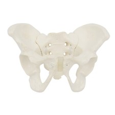 Mini Size Female Pelvis Model, Anatomy Model, Hip Bone Pelvic Anatomical Model