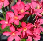 Foto 16 di 25