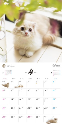 Calendario de Pared My Kitty 2026 Páginas Naranja 10.04x10.04 pulgadas Estilo Japonés Nuevo - Imagen 15 de 24