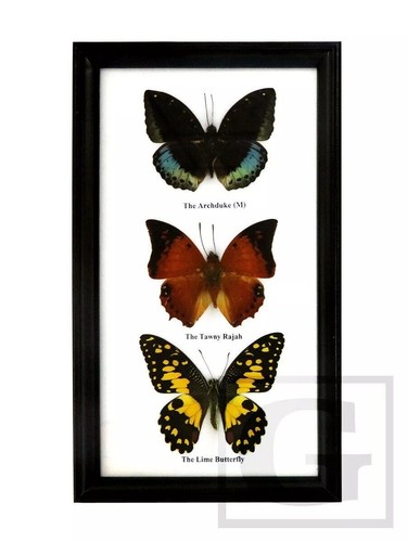 Vintage Real Butterfly Insect Taxidermy Wood Framed Display Home Art Decor x 3 - Picture 2 of 4