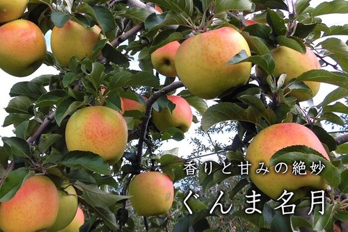 Japanese Gunma Honey Apple Tree, Bare root, 群馬名月(めいげつ)は苹果,蜜苹果,水蜜桃苹果 - Picture 2 of 5