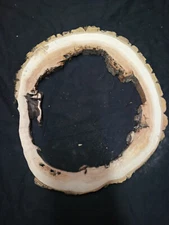 S-1072 Thin Ash Burl Slab _ 12" x 10" x 11/16"