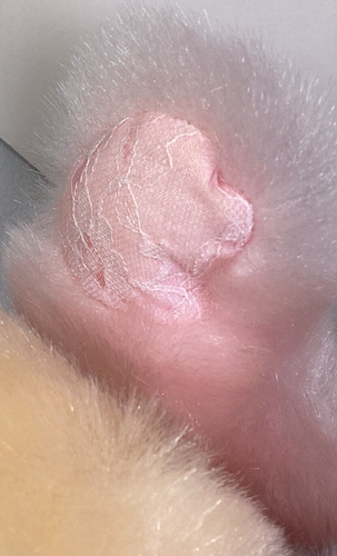 First & Main Sorbet Color Block Teddy Bear 18" Plush Toy Pastel Lace Paws #1626 - Picture 15 of 21