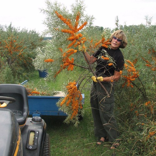 ~Sea Buckthorn~ Hippophae rhamoides Cold Hardy to Zone 3a ~Shining Horse~ SEEDS  - Picture 4 of 12