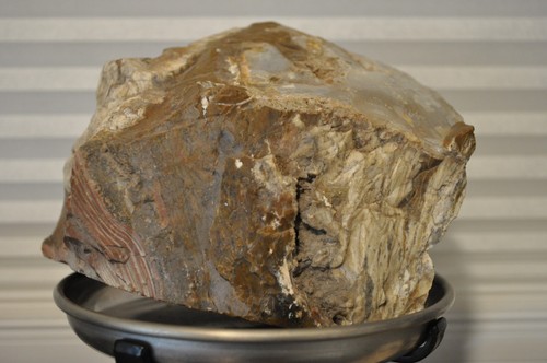 Legno pietrificato Wyoming USA 2070 grammi taglio laterale semilucido molto solido - Foto 9 di 12